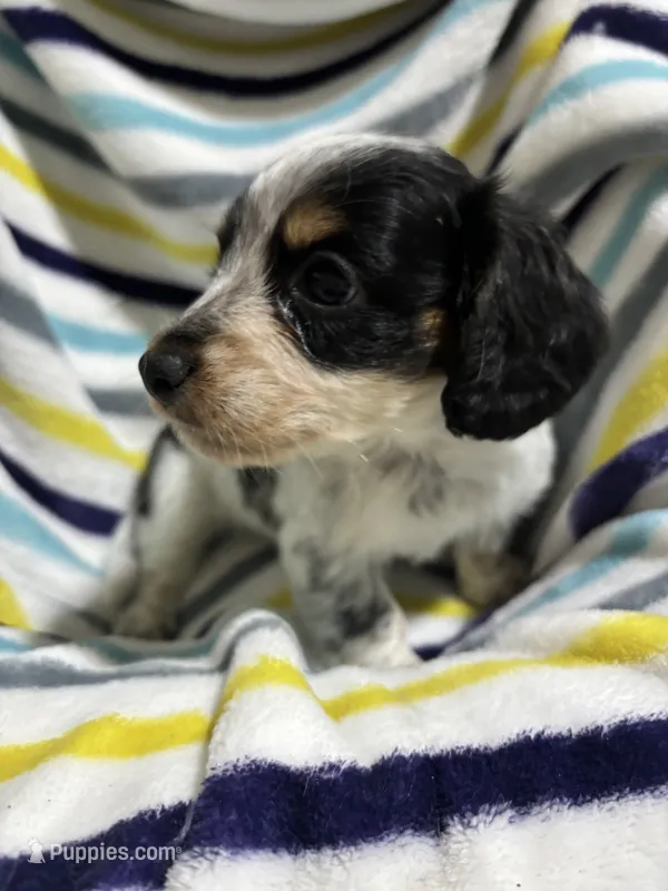Oreo – Miniature Dachshund puppy for sale in Jamesport, MO