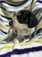 Oreo, a male Miniature Dachshund for sale in Jamesport, MO – 1 of 5
