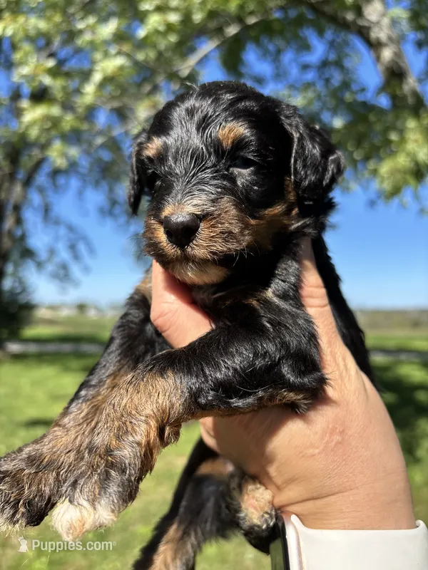 Ranger  – Aussiedoodle puppy for sale in Jamesport, MO