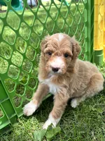 Leo, a male Aussiedoodle for sale in Jamesport, MO – 1 of 2