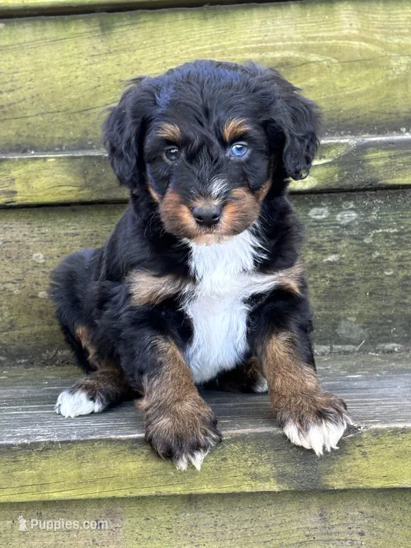 Ranger  – Aussiedoodle puppy for sale in Jamesport, MO