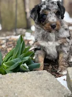 Teddy, a male Aussiedoodle for sale in Jamesport, MO – Photo 5 of 5