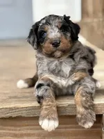 Teddy, a male Aussiedoodle for sale in Jamesport, MO – Photo 3 of 5
