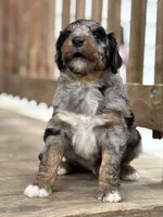 Teddy, a male Aussiedoodle for sale in Jamesport, MO – Photo 4 of 5
