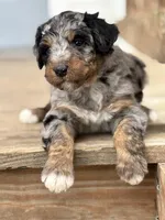 Teddy, a male Aussiedoodle for sale in Jamesport, MO – Photo 2 of 5