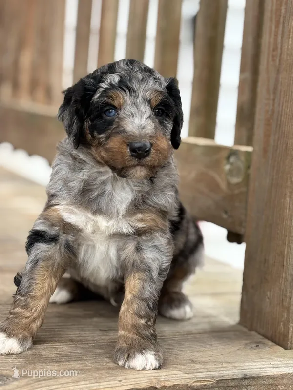 Teddy, a male Aussiedoodle for sale in Jamesport, MO – Photo 1 of 5