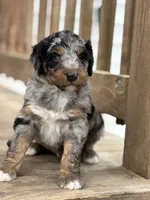 Teddy, a male Aussiedoodle for sale in Jamesport, MO – Photo 1 of 5