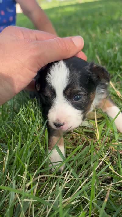 Poppy, a female Miniature Aussiedoodle for sale in Jamesport, MO – 4 of 4
