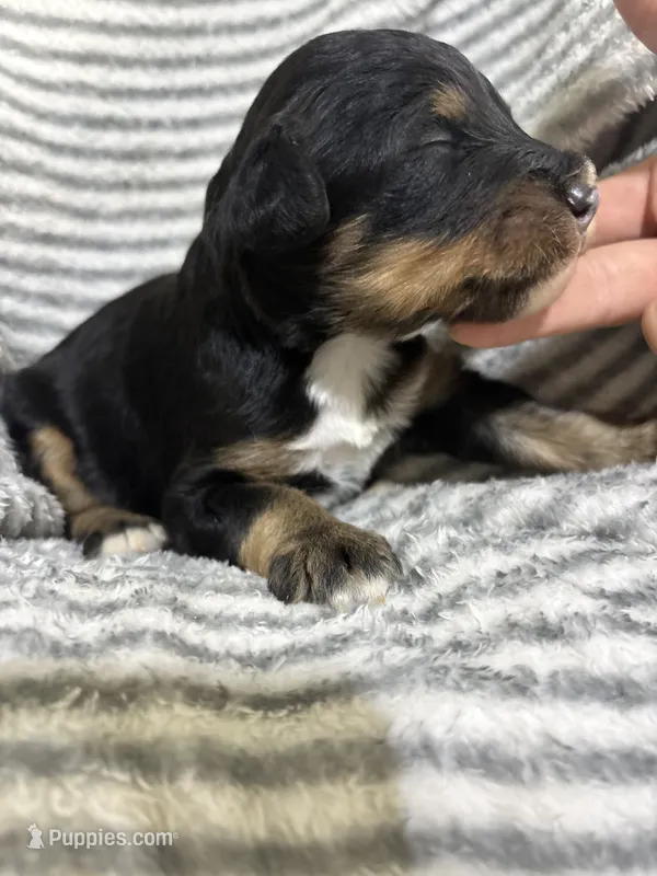 Ryder – Aussiedoodle puppy for sale in Jamesport, MO