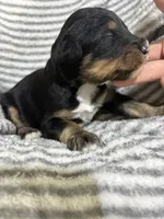Ryder, a male Aussiedoodle for sale in Jamesport, MO – 1 of 3