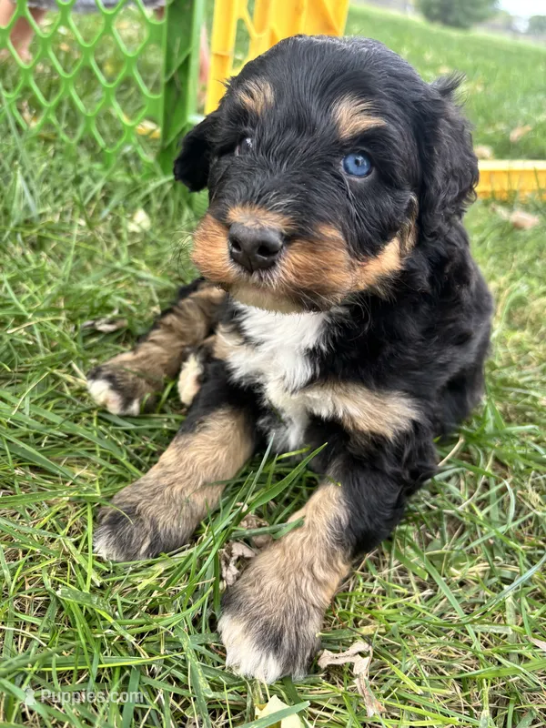 Ryder – Aussiedoodle puppy for sale in Jamesport, MO