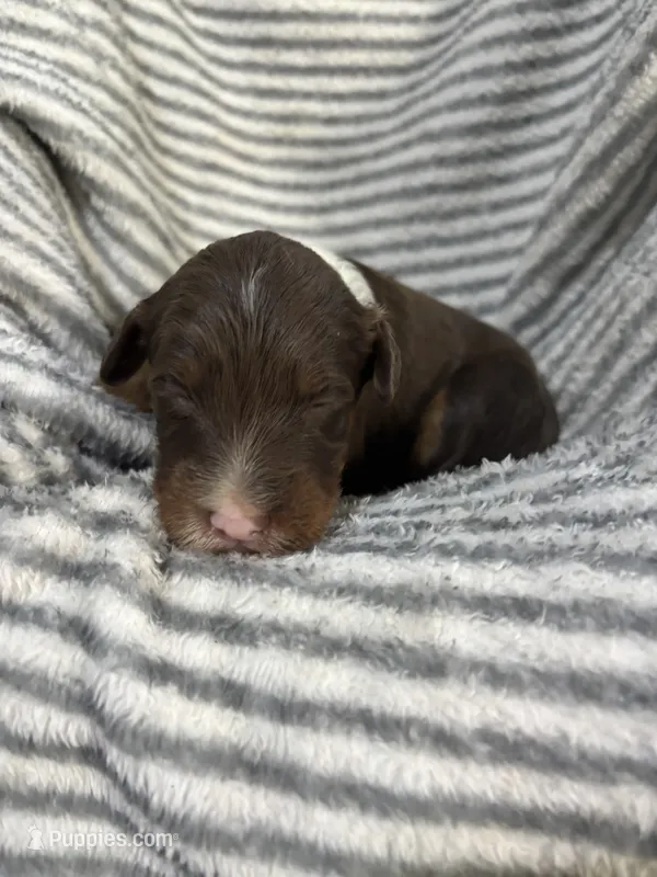Cash – Aussiedoodle puppy for sale in Jamesport, MO