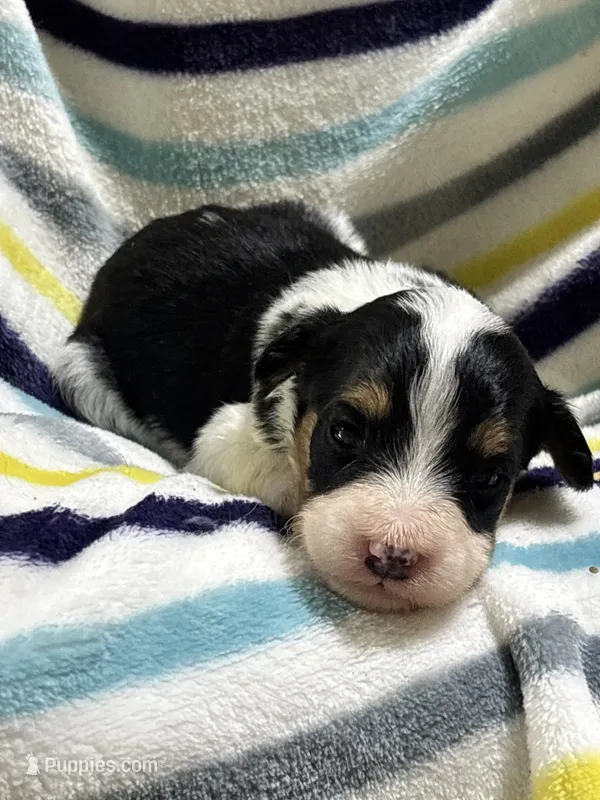 Taffy – Miniature Aussiedoodle puppy for sale in Jamesport, MO