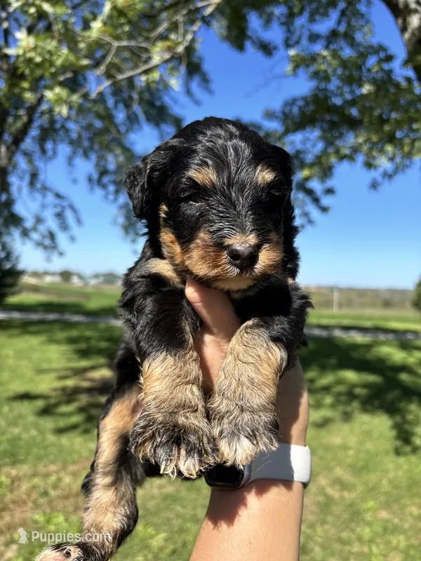Ryder – Aussiedoodle puppy for sale in Jamesport, MO