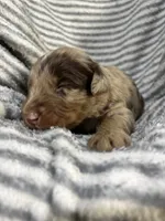 Waylon , a male Aussiedoodle for sale in Jamesport, MO – 1 of 4