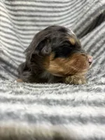 Dolly, a female Aussiedoodle for sale in Jamesport, MO – 3 of 4