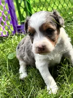 Scout, a male Aussiedoodle for sale in Jamesport, MO – 3 of 5
