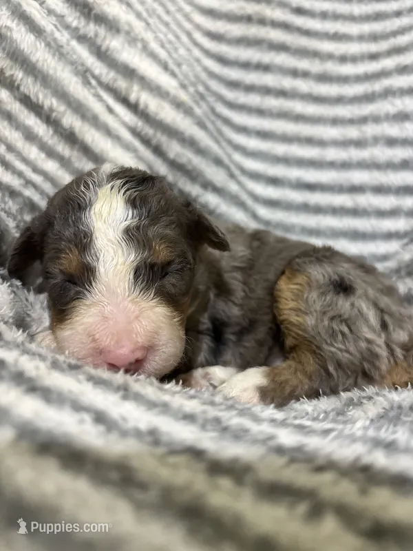 Jolene – Aussiedoodle puppy for sale in Jamesport, MO