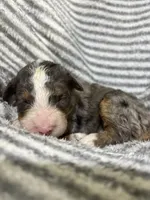 Jolene, a female Aussiedoodle for sale in Jamesport, MO – 1 of 4
