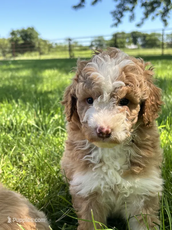 Charlie – Aussiedoodle puppy for sale in Jamesport, MO