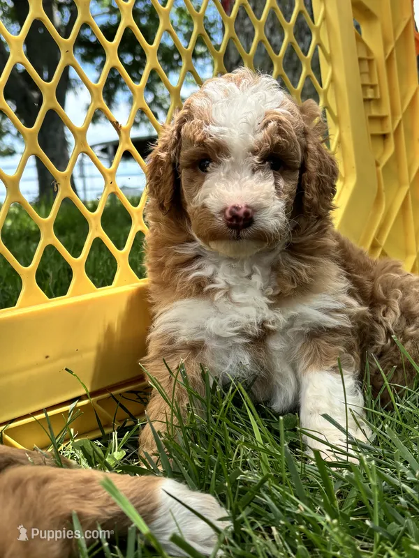 Charlie – Aussiedoodle puppy for sale in Jamesport, MO