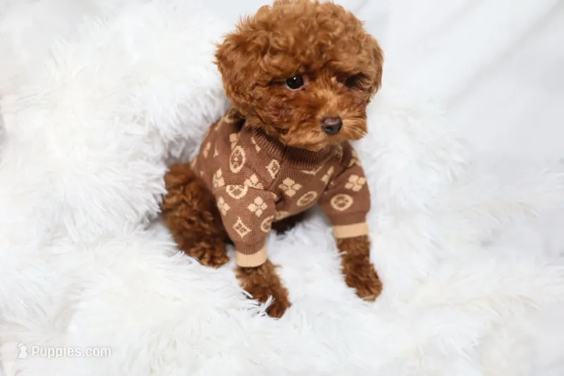 Tiny Levi  – Poodle - Toy  puppy for sale in Merchantville, NJ