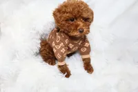 Tiny Levi , a male Poodle - Toy  for sale in Merchantville, NJ – 1 of 3