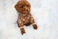 Tiny Levi , a male Poodle - Toy  for sale in Merchantville, NJ – 3 of 3