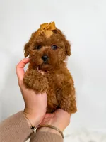 Tiny Lilly , a female Poodle - Toy  for sale in Merchantville, NJ – 2 of 3