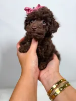Velvet - teacup, a female Poodle - Toy  for sale in Merchantville, NJ – Photo 1 of 4