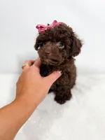 Velvet - teacup, a female Poodle - Toy  for sale in Merchantville, NJ – Photo 2 of 4