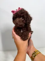 Velvet - teacup, a female Poodle - Toy  for sale in Merchantville, NJ – Photo 3 of 4