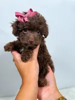 Velvet - teacup, a female Poodle - Toy  for sale in Merchantville, NJ – Photo 4 of 4