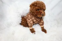 Tiny Levi , a male Poodle - Toy  for sale in Merchantville, NJ – 2 of 3