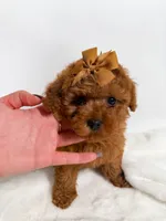 Tiny Lilly , a female Poodle - Toy  for sale in Merchantville, NJ – 3 of 3
