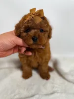 Tiny Lilly , a female Poodle - Toy  for sale in Merchantville, NJ – 1 of 3