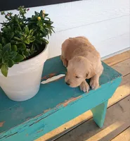 Patsy, a female Border Collie and Golden Retriever for sale in Townsend, MT – 2 of 4