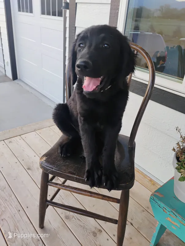 Betty – Border Collie, Golden Retriever puppy for sale in Townsend, MT