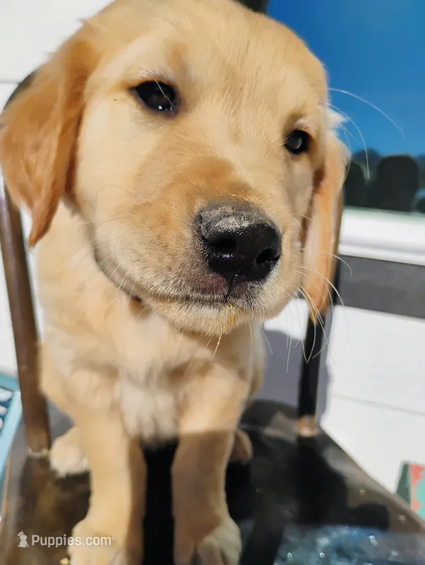 Nola – Border Collie, Golden Retriever puppy for sale in Townsend, MT