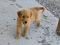 Goldilocks, a female Border Collie and Golden Retriever for sale in Townsend, MT – 1 of 5
