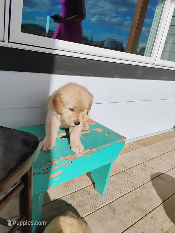 Junie – Border Collie, Golden Retriever puppy for sale in Townsend, MT