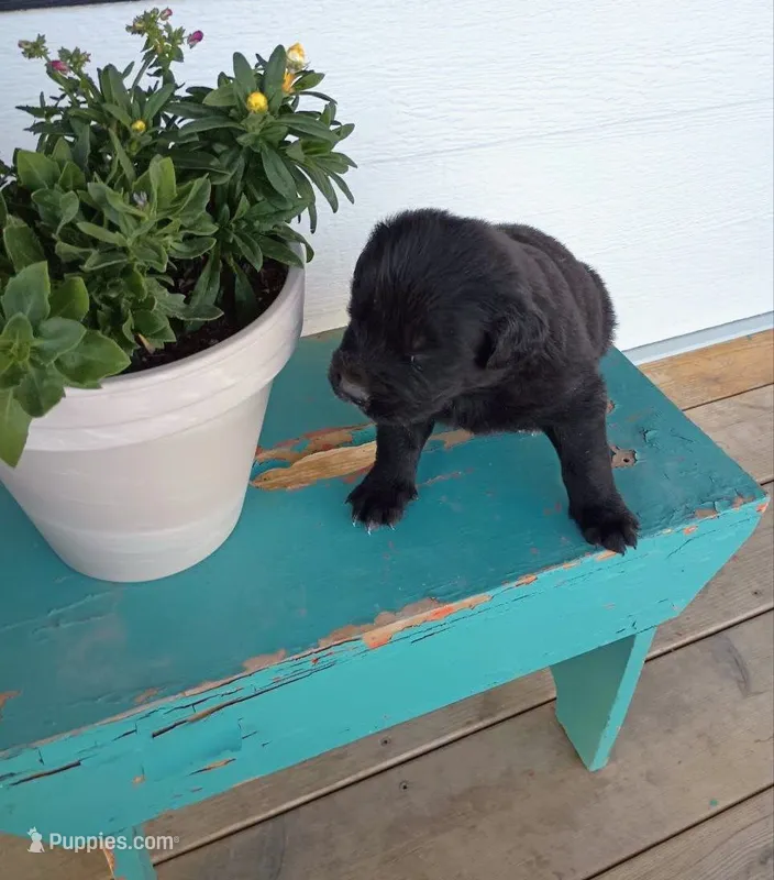 Harrison – Border Collie, Golden Retriever puppy for sale in Townsend, MT
