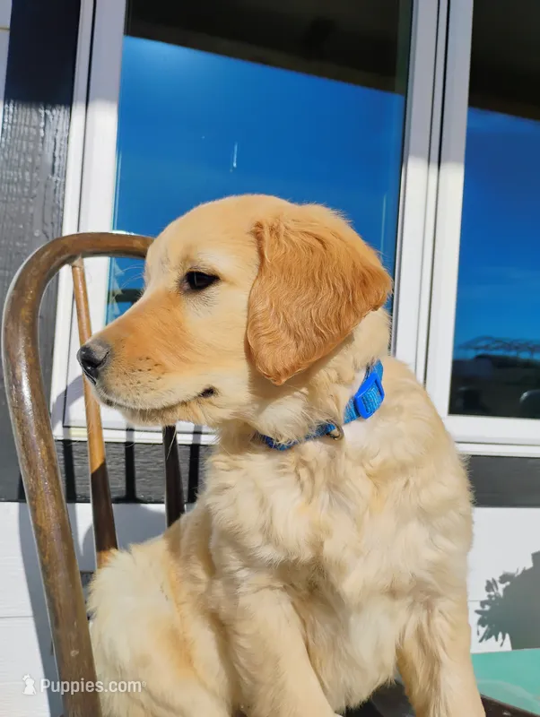 Ned – Border Collie, Golden Retriever puppy for sale in Townsend, MT