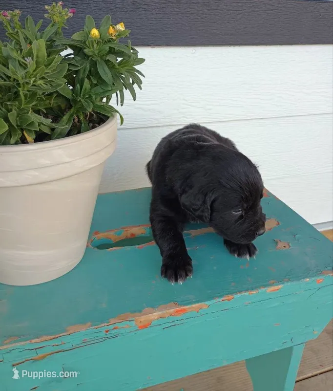 Felicia  – Border Collie, Golden Retriever puppy for sale in Townsend, MT
