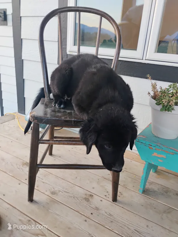Harrison – Border Collie, Golden Retriever puppy for sale in Townsend, MT