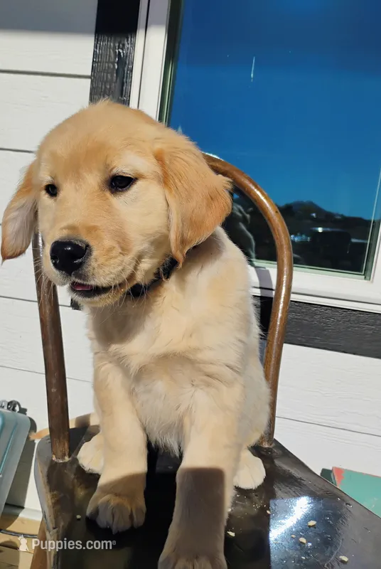 Irma – Border Collie, Golden Retriever puppy for sale in Townsend, MT