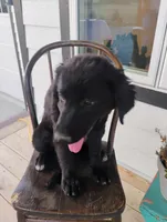 Felicia , a female Border Collie and Golden Retriever for sale in Townsend, MT – 2 of 7
