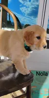 Nola, a female Border Collie and Golden Retriever for sale in Townsend, MT – 2 of 4