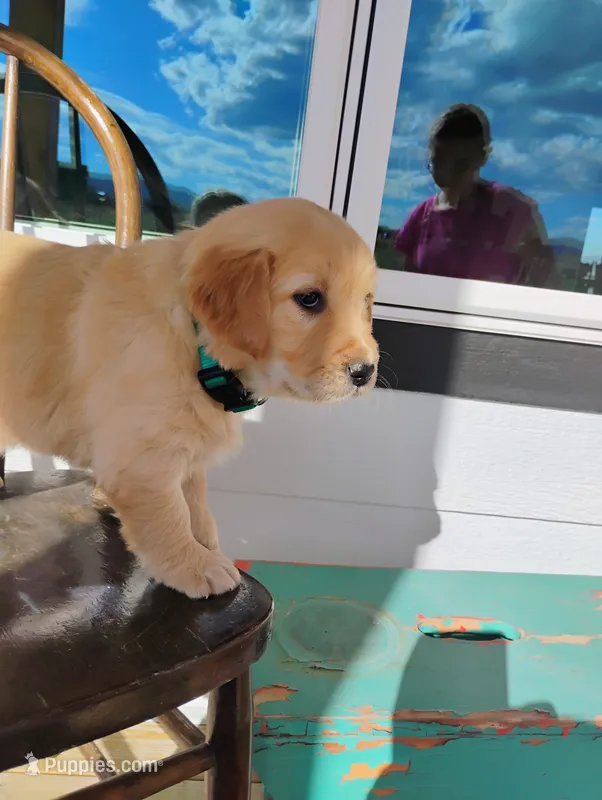 Nola – Border Collie, Golden Retriever puppy for sale in Townsend, MT