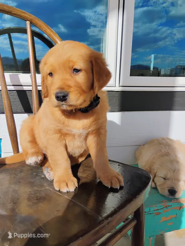Junior  – Border Collie, Golden Retriever puppy for sale in Townsend, MT